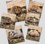 Jonge zeer tamme langharige goudhamsters , man ( van fokker), Dieren en Toebehoren, Hamster, Februari, Mannelijk, Tam