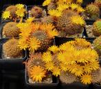 cactus - Sulcorebutia candiae, Ophalen of Verzenden, Cactus, Volle zon, Minder dan 100 cm