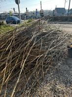 Platanen  takken, Tuin en Terras, Planten | Bomen, Bloeit niet, Overige soorten, 100 tot 250 cm, Ophalen