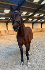 Bijrijder / verzorger / gezocht, 1 paard of pony