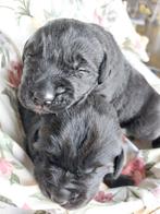 Leuke, lieve kruising pups!, 8 tot 15 weken, Labrador retriever, Parvo, Meerdere