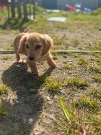 De liefste dwerg teckel pups, Dieren en Toebehoren, België, Particulier, Reu, 8 tot 15 weken