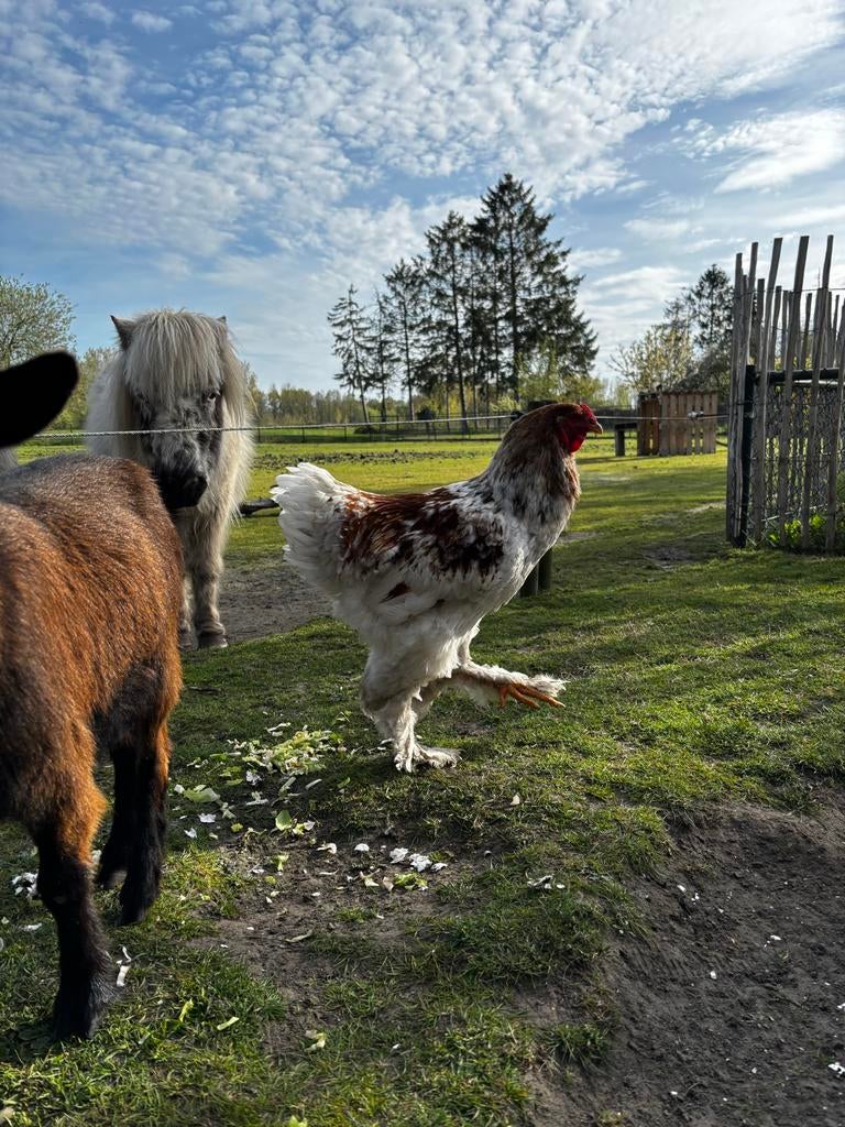 Haan (1 jaar oud), Mannelijk, Kip