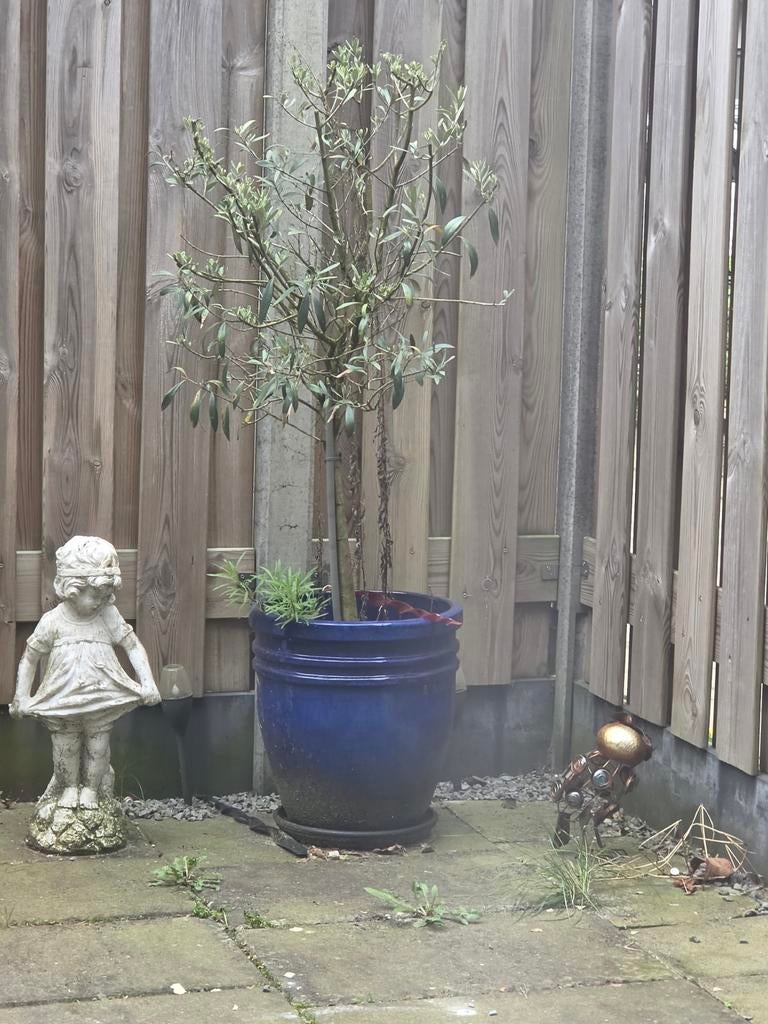 2 Olijf boomen inclusief planten pot tekoop, Tuin en Terras, Ophalen, Kunststof