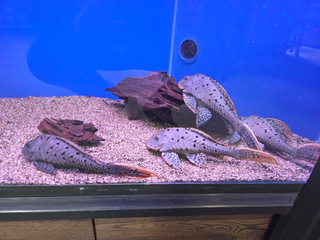 Orange cheek pleco L095 - Pseudorinelepis genibarbis, Vis, Zoetwatervis