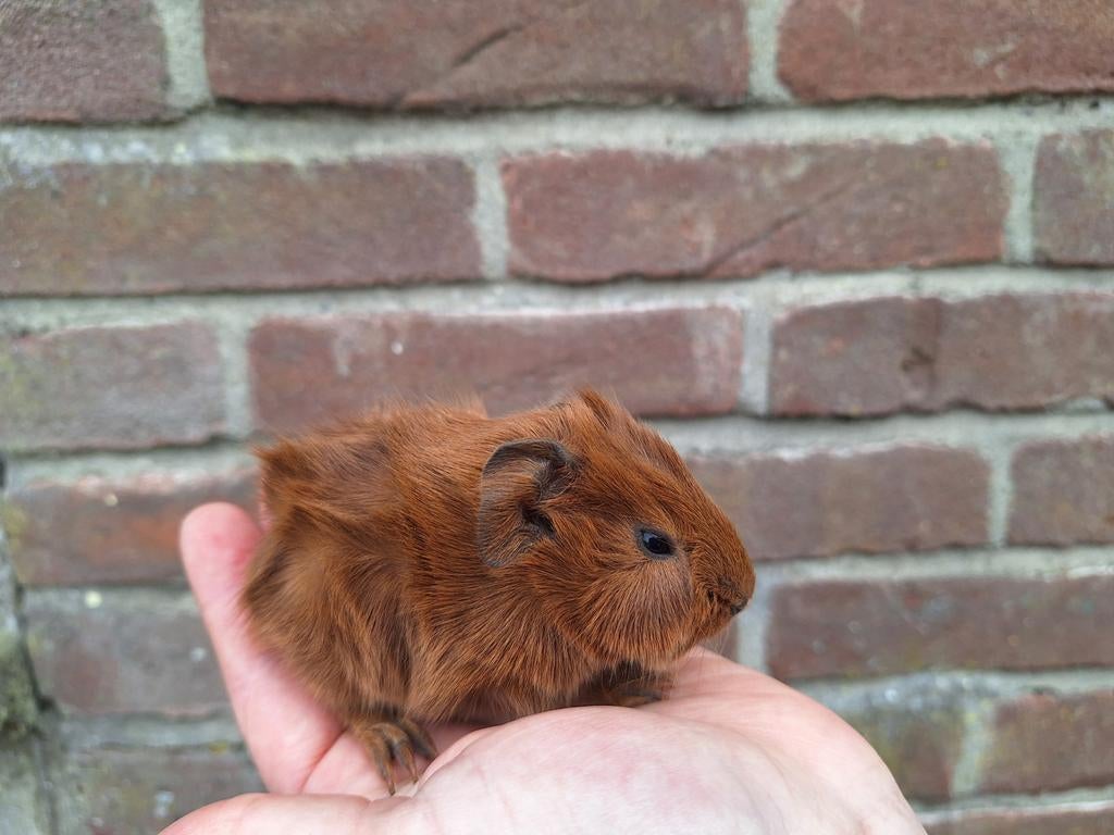 Jong borstel cavia zeugje rood, Dieren en Toebehoren, Cavia, April, Vrouwelijk, Tam