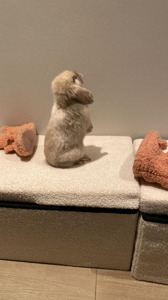 Koop of ruilen; Nederlandse dwerghangoor 3,5 maand oud ram, Dieren en Toebehoren, Konijnen, Mannelijk, Dwerg, Hangoor, 0 tot 2 jaar