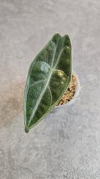 Alocasia Longiloba Purple, Ophalen of Verzenden, Halfschaduw, Minder dan 100 cm