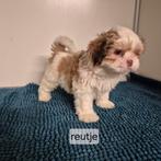lieve raszuivere choco gekleurde shih tzu pups, Dieren en Toebehoren, Overige rassen, 8 tot 15 weken, Meerdere, Meerdere dieren