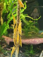 Hobbyaquarium  Citroen garnalen neon gold backstripe, Kreeft, Krab of Garnaal, Zoetwatervis, Schoolvis