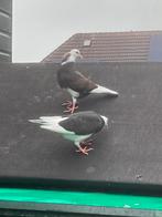 Te koop Birmingham rollers, Meerdere dieren, Tuimelaar of Roller