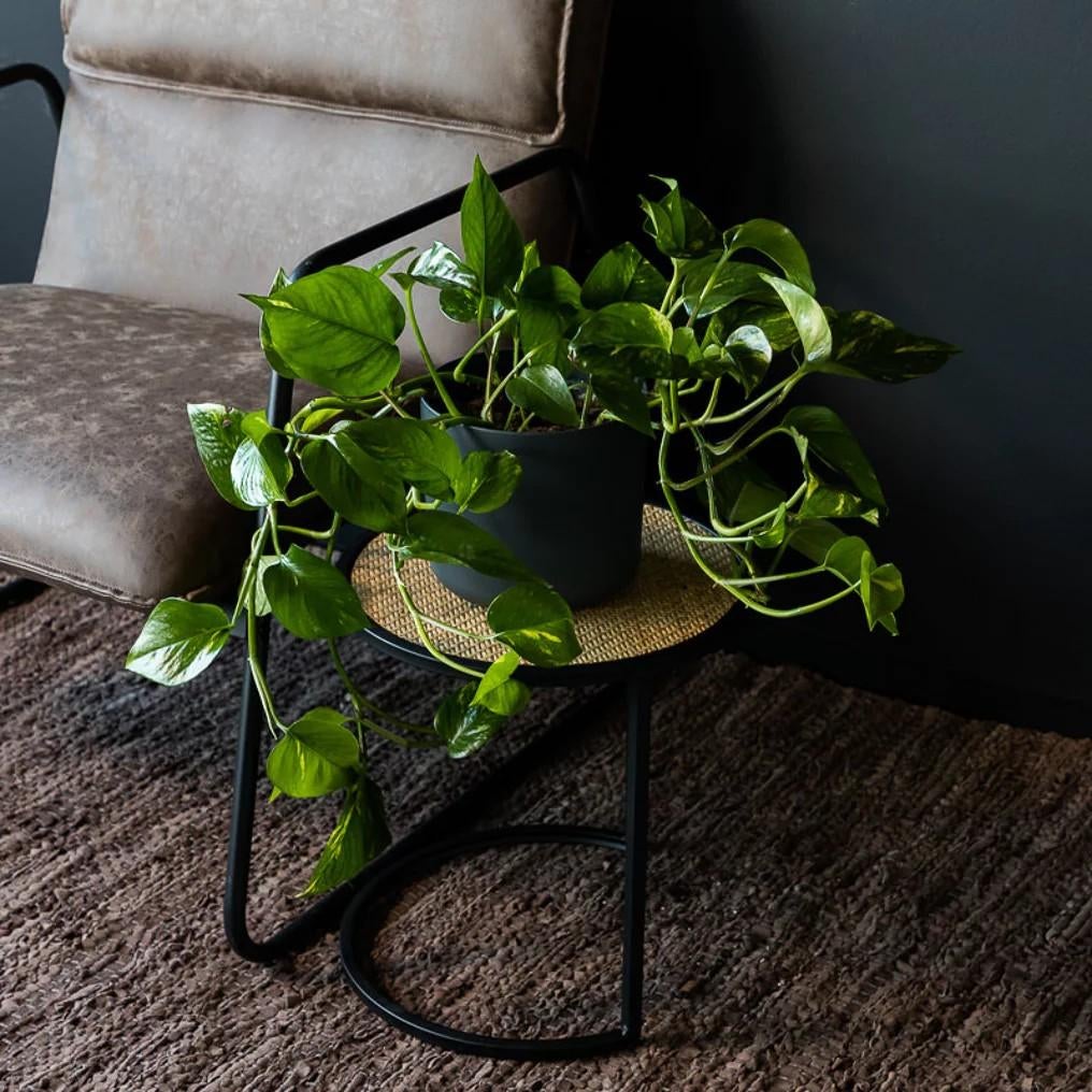 Prachtige Scindapsus, Ophalen of Verzenden, Halfschaduw, Minder dan 100 cm