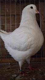 3 kingduiven, Dieren en Toebehoren, Geslacht onbekend, Overige soorten