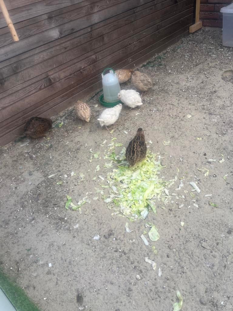 JAPANSE KWARTELS HANEN 2 MAANDEN OUD!!!!, Mannelijk, Overige soorten