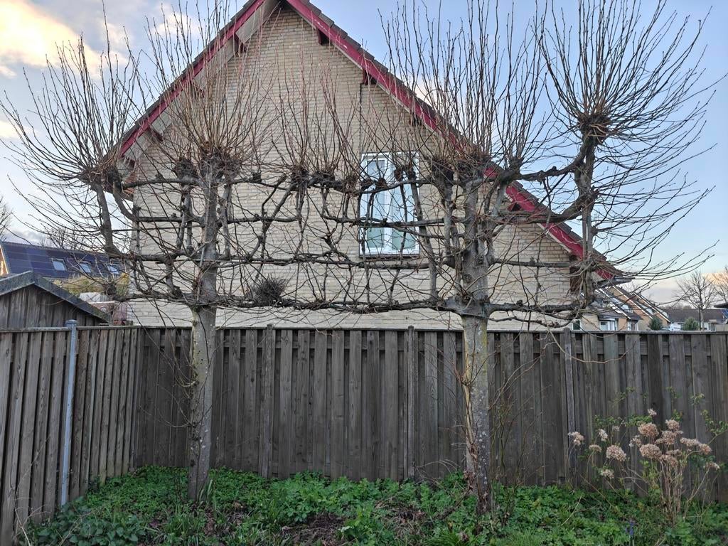 Gratis leilinde, Tuin en Terras, Ophalen, Halfschaduw, Leiboom, 100 tot 250 cm