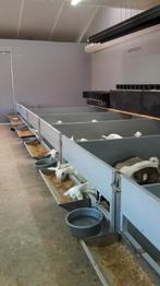 Kunststof hokafscheiding/hokinrichting, Meerdere dieren, Schaap