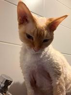 Vermist devon rex storm