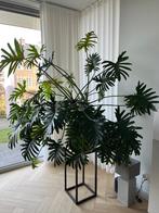 Philodendron Xanadu   In  Hydrocultuur pot !!, Ophalen, Zo goed als nieuw