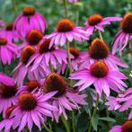 Echinacea Purpurea - paarse Zonnehoed, Tuin en Terras, Volle zon, Vaste plant, Zomer, Ophalen
