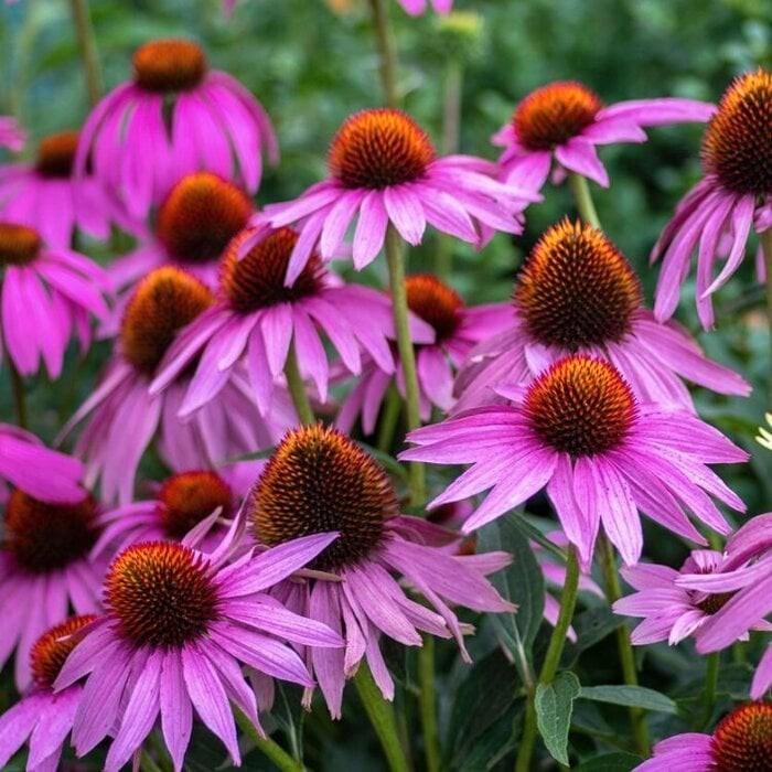 Echinacea Purpurea - paarse Zonnehoed, Tuin en Terras, Planten | Tuinplanten, Vaste plant, Overige soorten, Volle zon, Zomer, Ophalen