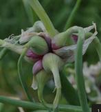 Gezocht walking onions, marokkaansemunt en de citroenverbena, Ophalen of Verzenden, Volle zon