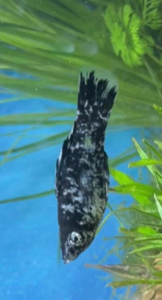 4 platies, Dieren en Toebehoren, Vissen | Aquariumvissen, Vis