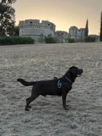 Lieve Labrador dame gezocht voor dekking!, Ophalen, Nieuw