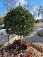 Boom hulst, Herfst, Halfschaduw, 100 tot 250 cm, Ophalen