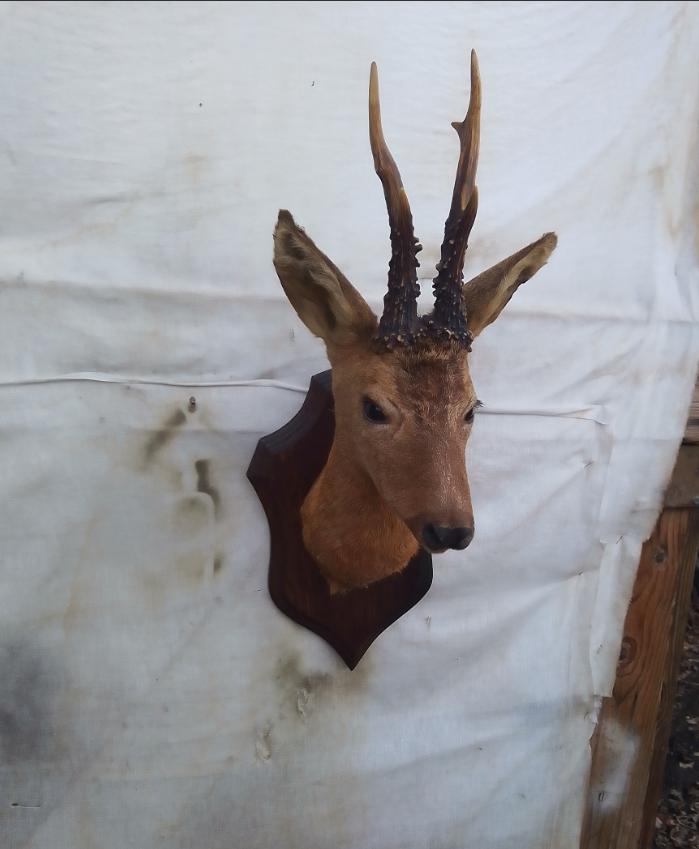 GROTE OPGESTELDE HERTEKOP  + 2 Trofees, Ophalen of Verzenden, Gebruikt, Hert, Gewei of Kop