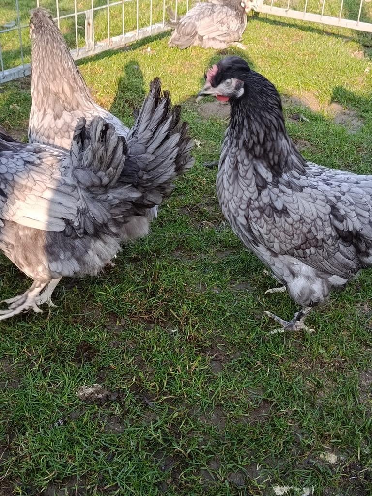 Blauwe eierleggende kippen te koop, Dieren en Toebehoren, Pluimvee, Vrouwelijk, Kip