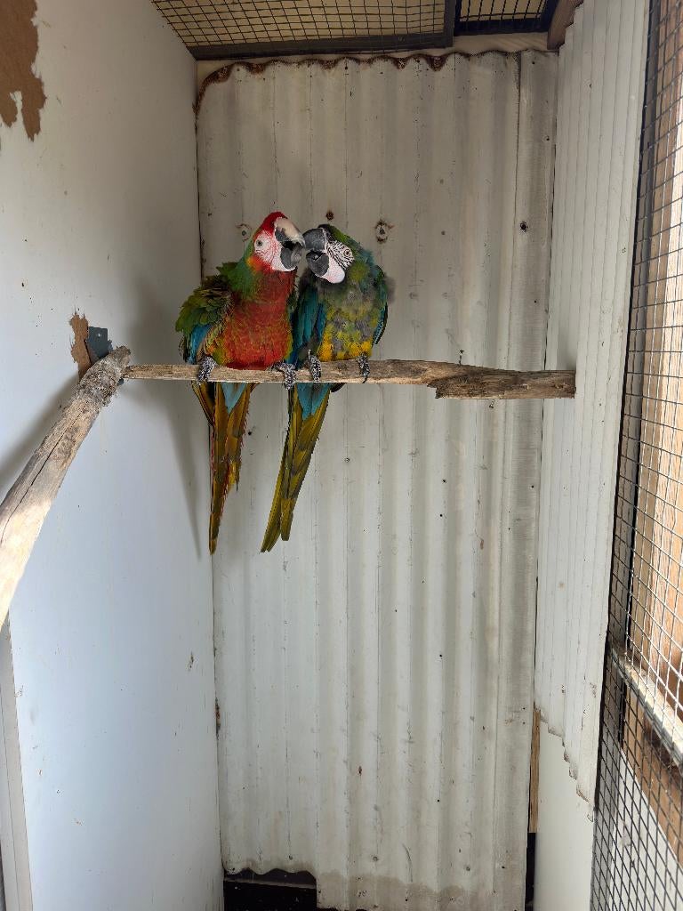 schamrock ara x miligold ara, Dieren en Toebehoren, Vogels | Parkieten en Papegaaien, Mannelijk, Papegaai, Geringd