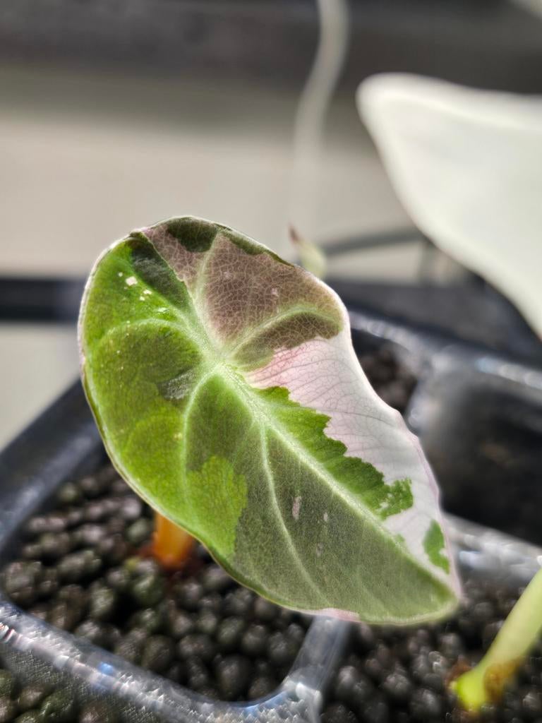 Alocasia Black Velvet Pink, Huis en Inrichting, Kamerplanten, Ophalen of Verzenden, Halfschaduw, Minder dan 100 cm