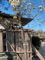 Hoogstam oude bio gekweekte  perenbomen €175,00 pst, Lente, Ophalen of Verzenden, 250 tot 400 cm, Perenboom