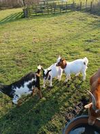 Dwergbok, Dieren en Toebehoren, Schapen, Geiten en Varkens, Mannelijk, Geit, 0 tot 2 jaar