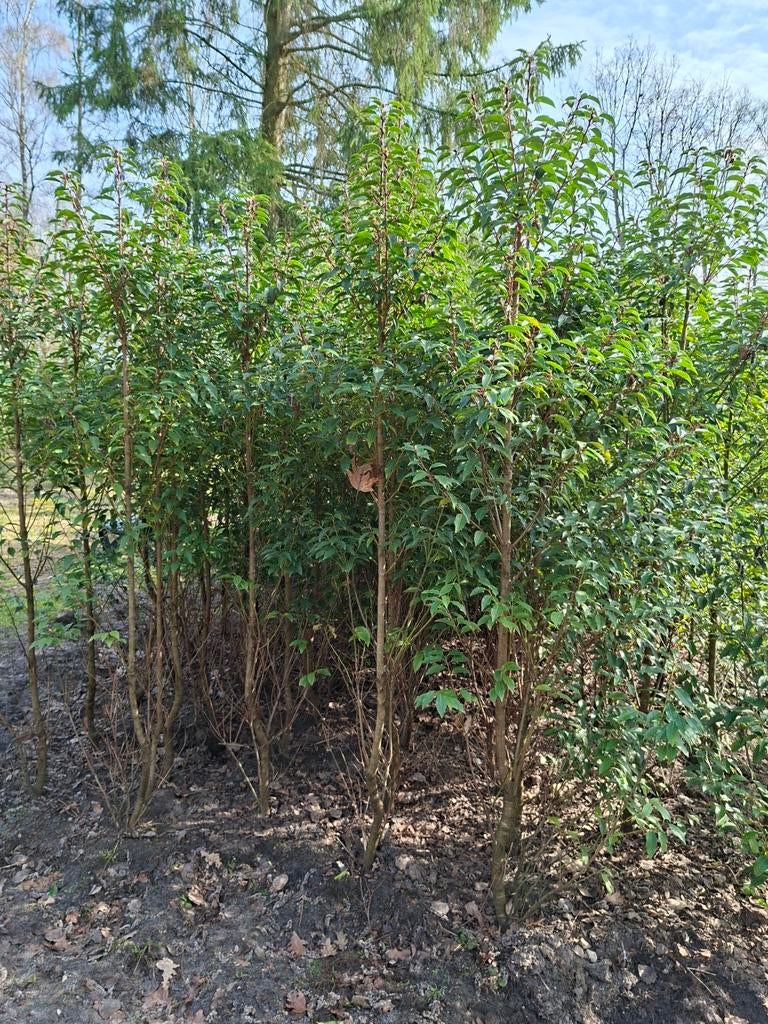 Portugese Laurier kwekerijopruiming, Ophalen, Laurier, 100 tot 250 cm