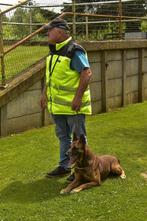 Mechelse herder reu afgerichte bewakingshond & politiehond, Parvo, Meerdere, Meerdere dieren, 3 tot 5 jaar