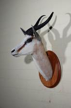 springbok taxodermy opgezette, Ophalen, Zo goed als nieuw, Hert, Gewei of Kop