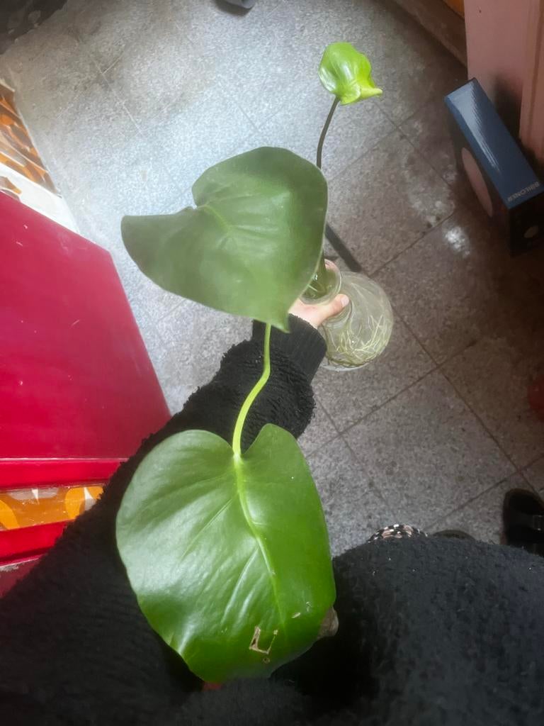 Baby Monstera stekje, Overige soorten, Minder dan 100 cm, Groene kamerplant, Halfschaduw
