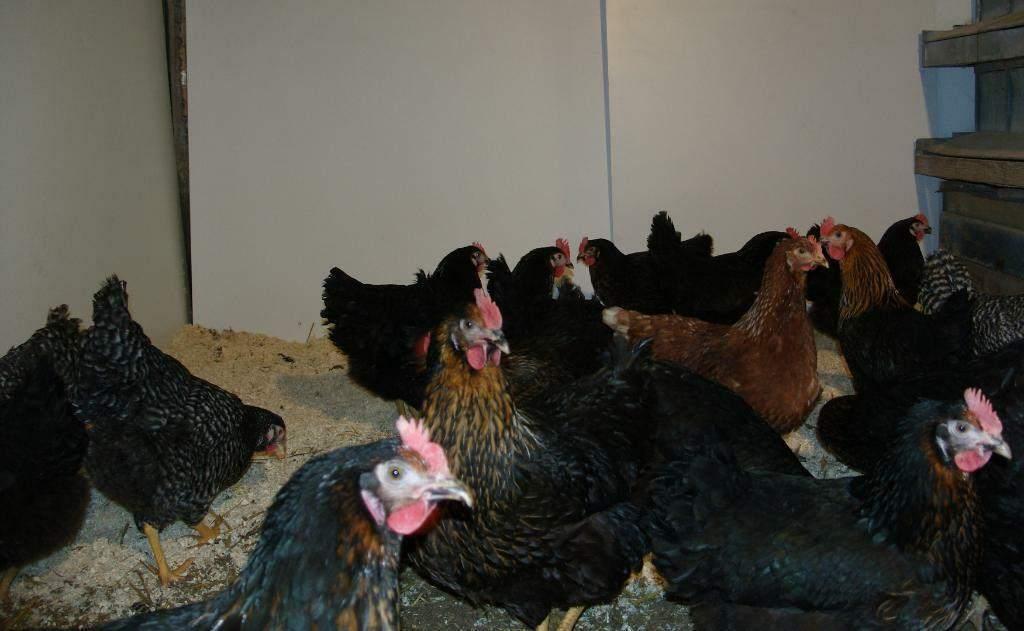 Barnevelder legkippen., Vrouwelijk, Kip