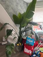 Grote Sterilizia (Strelitzia Nicolai) kamerplant, Ophalen, 200 cm of meer, Overige soorten, In pot