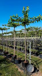 Morus alba 'Fruitless' (Witte moerbei)🌿, Ophalen, Volle zon, Overige soorten