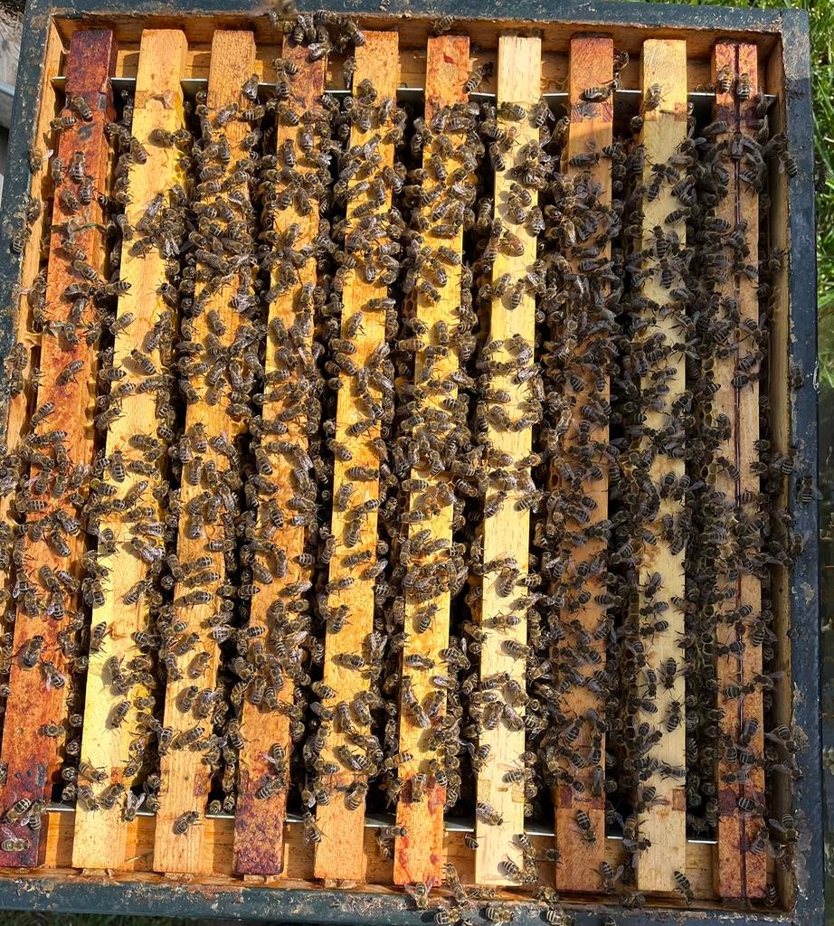 Buckfast Bijenvolken, Dieren en Toebehoren, Bijen