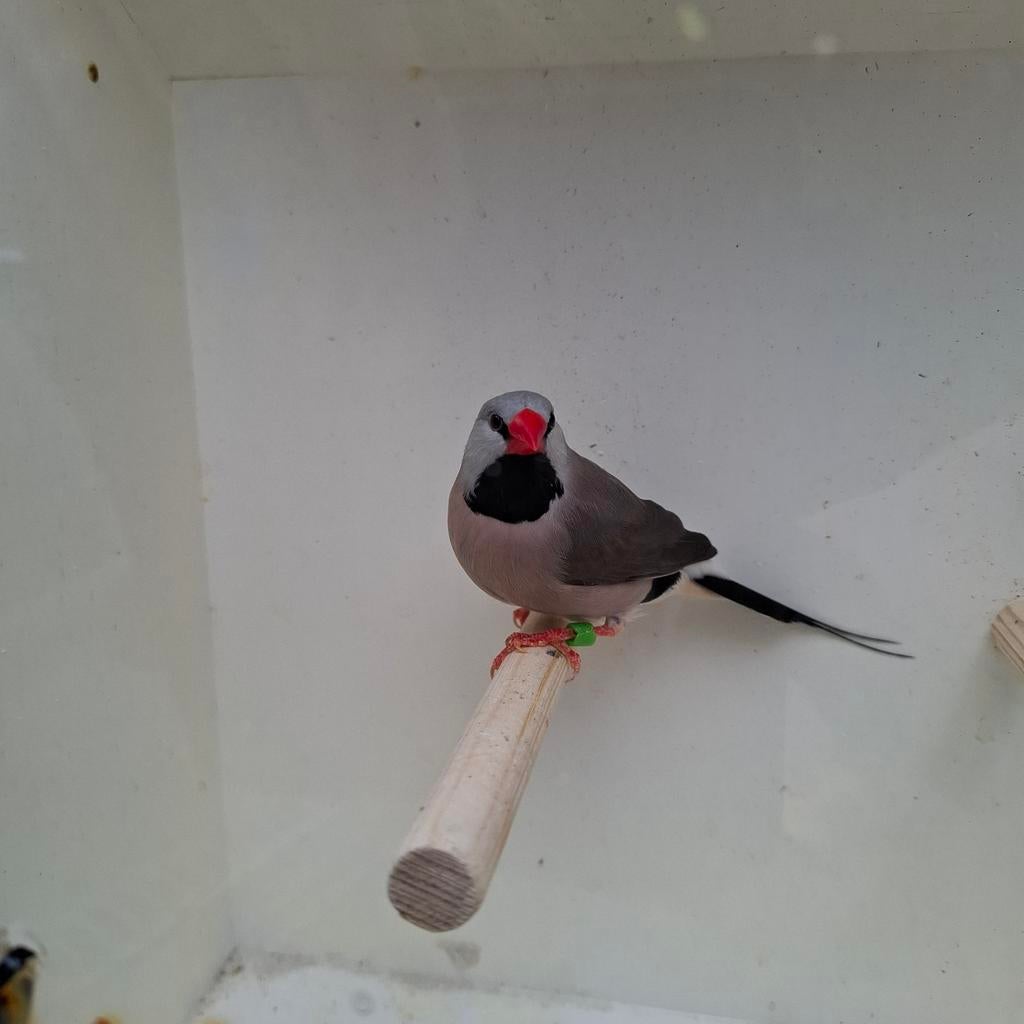 Spitsstaartamadine, Dieren en Toebehoren, Mannelijk