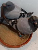 Jonge postduiven piepers., Meerdere dieren