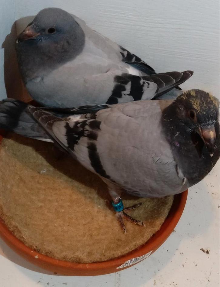 Jonge postduiven piepers., Dieren en Toebehoren, Vogels | Overige Vogels, Meerdere dieren