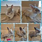 Mooi nestje duitse reusjes alleen nog voedsters beschikbaar, Dieren en Toebehoren, Konijnen, Meerdere dieren, Groot