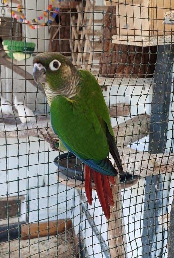 Jonge Pyrrhura Molinea, Dieren en Toebehoren, Vogels | Parkieten en Papegaaien, Parkiet, Geslacht onbekend, Tam