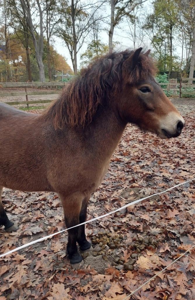 Plaats gezocht voor b pony, 1 paard of pony