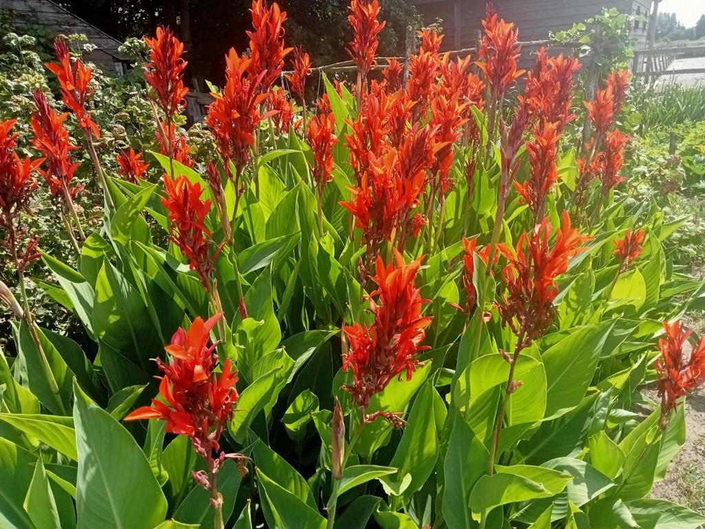 canna knollen rood (biologisch geteeld), Ophalen, Voorjaar, Volle zon, Knol