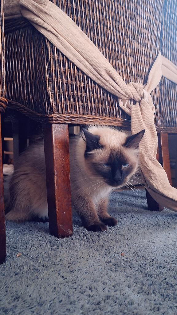 Prachtige Siamese Poes zoekt een liefdevol nieuw huisje!, Dieren en Toebehoren, Poes, Gechipt, 0 tot 2 jaar